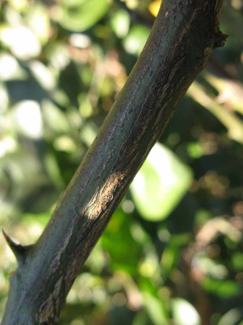              Second - third year twig (Winter Haven, FL)       